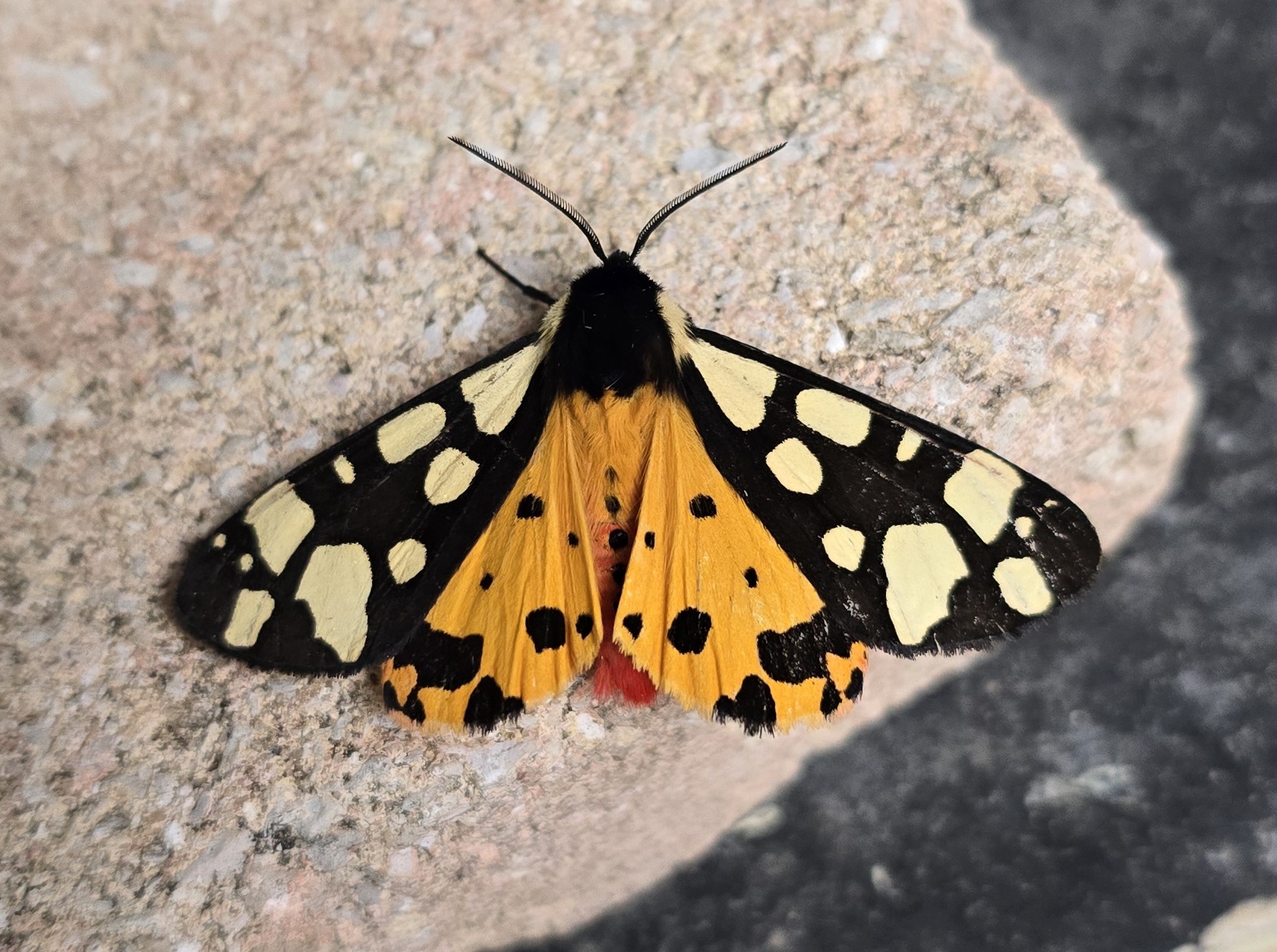 Photo of Cream-spot Tiger (Arctia villica)